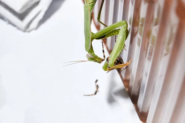 Gewöhnliche Gottesanbeterin Lat Mantis Religiosa Frisst Eine Spinne — Stockfoto
