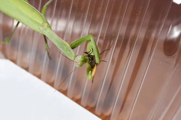 Gewöhnliche Gottesanbeterin Lat Gottesanbeterin Frisst Eine Fliege — Stockfoto