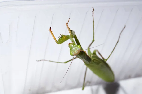 Gewöhnliche Gottesanbeterin Lat Gottesanbeterin Wartet Darauf Dass Beute Der Nähe — Stockfoto