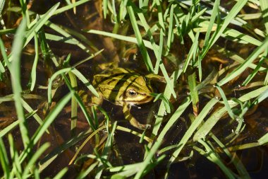 Nehrin taşkın ovasında sel basmış bir çayırda suda kurbağa. Sudaki yansıma..