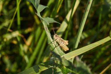 Çekirgeler çimlerin üzerinde oturuyorlar. Çekirgeler, akridler - gerçek çekirgeler (Acrididae) familyasının çeşitli böcek türleri).