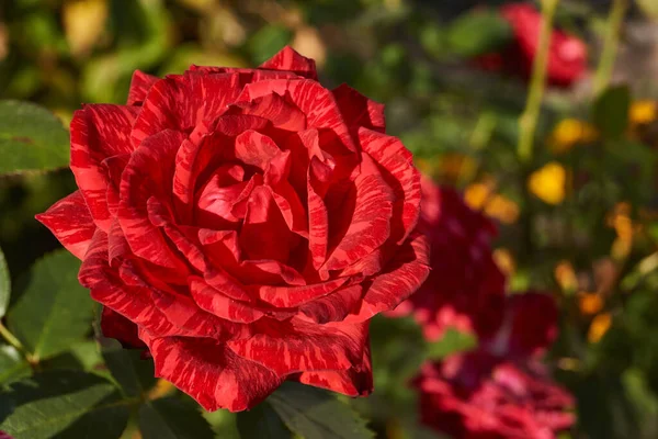 Las Rosas Están Floreciendo Jardín Casa Campo Otoño — Foto de Stock