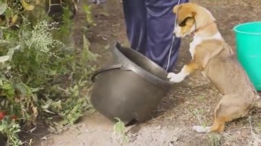 2019-09-14_1 The dog helps (prevents) the owners from cleaning the greenhouse.