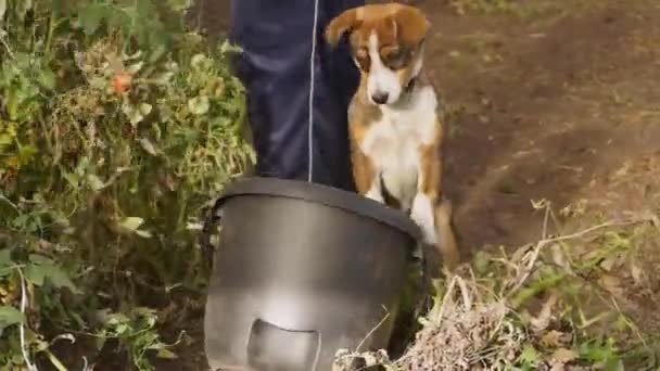 2019 Hunden Hjälper Hindrar Ägarna Från Att Rengöra Växthuset — Stockvideo
