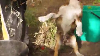 2019-09-14 _ 4 Köpek ev sahiplerinin serayı temizlemesini engeller.