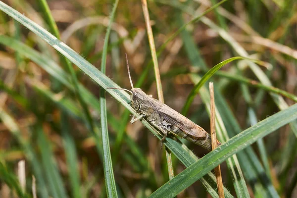 Çekirgeler Çimlerin Üzerinde Oturuyorlar Çekirgeler Akridler Gerçek Çekirgeler Acrididae Familyasının — Stok fotoğraf