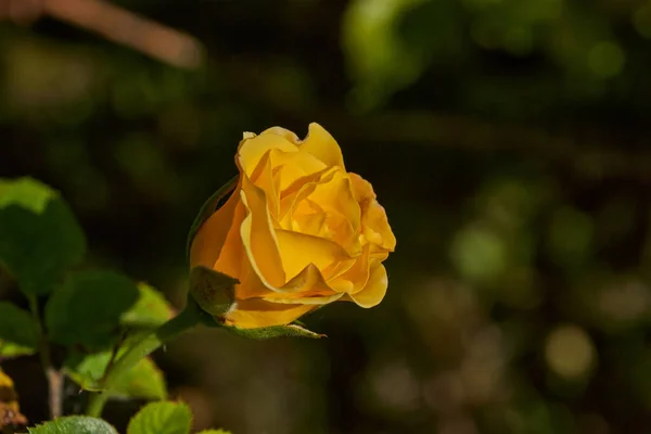 Rosas Están Floreciendo Jardín Casa Campo — Foto de Stock
