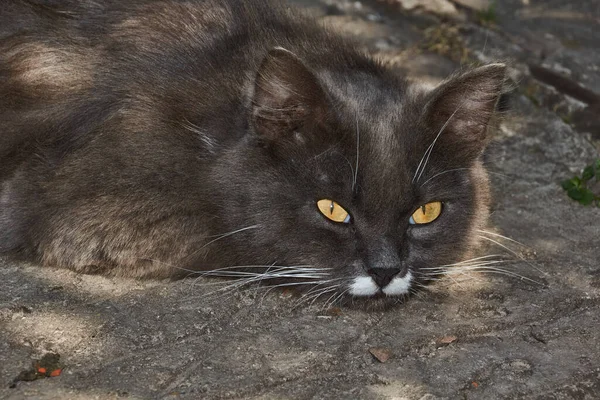 ふわふわの猫は庭の植物の木陰で熱から逃れる — ストック写真