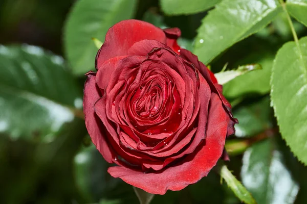 Rosas Jardín Una Casa Campo Después Lluvia — Foto de Stock