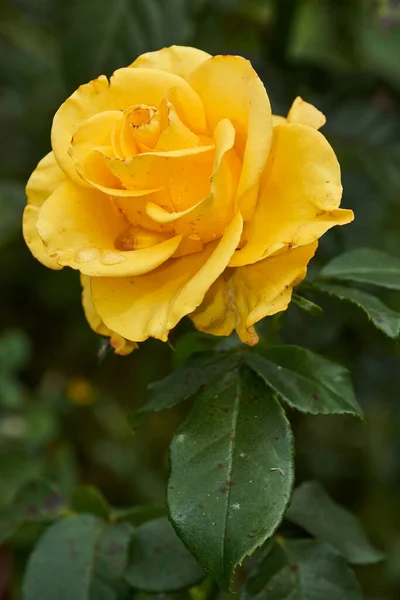 雨后别墅花园中的玫瑰 — 图库照片