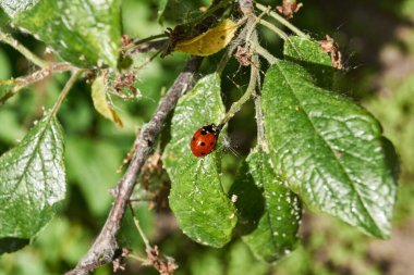 Uğur böceği (lat. Coccinellidae) yapraklardaki yaprak bitlerini yok eder ve bitkileri ölümden korur.