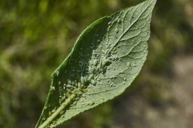 Bitkilerin yapraklarında yaprak bitkileri çoğaldı ve bitkilerin ölümüne yol açtı..