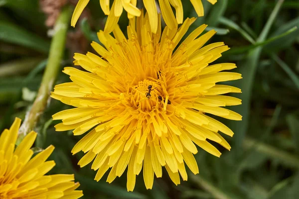 Maskrosor Blommar Gräsmattan Trädgården — Stockfoto