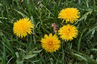 Bahçedeki çimlerde karahindibalar açar..