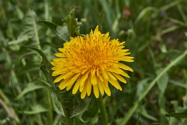 Denti Leone Fioriscono Sul Prato Giardino — Foto Stock