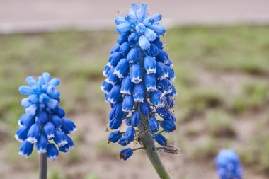 Muscari bahçedeki çimlerde çiçek açar. Muscari (lat. Muscari, kuşkonmazgiller (Asparagaceae) familyasından bir bitki cinsidir.).
