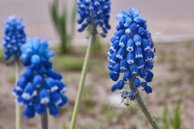 Muscari bahçedeki çimlerde çiçek açar. Muscari (lat. Muscari, kuşkonmazgiller (Asparagaceae) familyasından bir bitki cinsidir.).