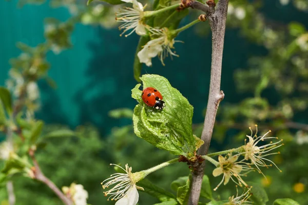 Ladybug Lat Coccinellidae Destroys Aphids Leaves Saves Plants Death — Stock Photo, Image