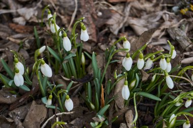 Bahçedeki çimlerde kardamlaları çiçek açar. Kar damlası baharın bir sembolüdür. Kar Damlası (Latince: Galanthus), Amaryllis familyasından bir bitki cinsidir.).