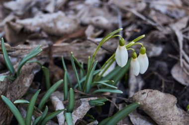 Bahçedeki çimlerde kardamlaları çiçek açar. Kar damlası baharın bir sembolüdür. Kar Damlası (Latince: Galanthus), Amaryllis familyasından bir bitki cinsidir.).