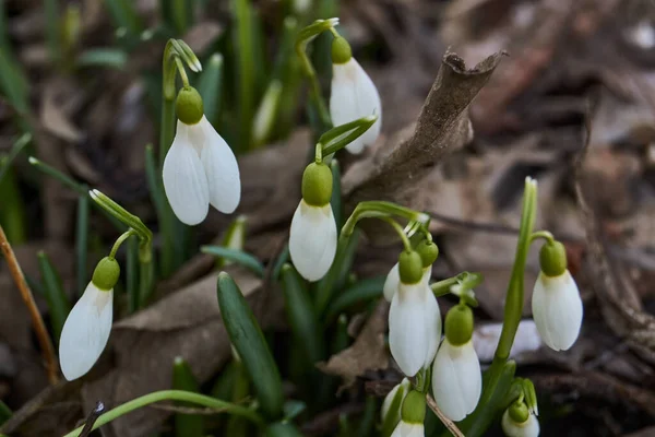 Gotas Neve Florescem Gramado Jardim Gota Neve Símbolo Primavera Galanthus — Fotografia de Stock