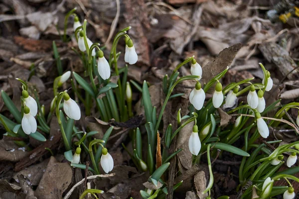 Gotas Neve Florescem Gramado Jardim Gota Neve Símbolo Primavera Galanthus — Fotografia de Stock