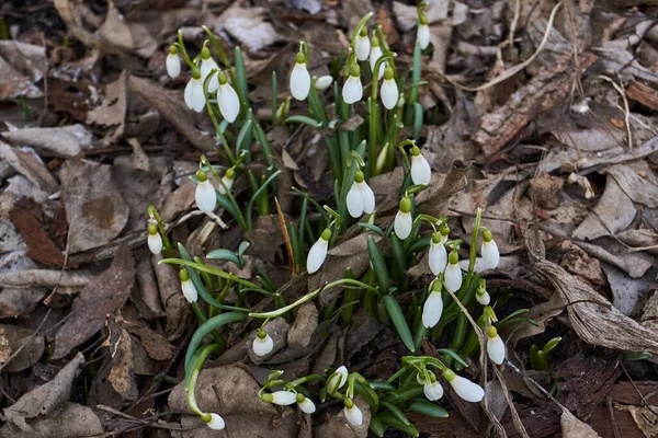 Gotas Neve Florescem Gramado Jardim Gota Neve Símbolo Primavera Galanthus — Fotografia de Stock