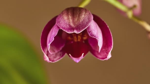 Zaman Ayarlı Orkide Tomurcuğu Çiçek Açar Güzel Bir Çiçeğe Dönüşür — Stok video