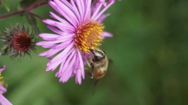 Sinek Ilnitsa sıradan (lat. Eristalinae alt familyasından Eristalis tenax (Eristalinae), uzun ömürlü paskalya çiçeklerinden nektar ve polen toplar. Sonbahar.