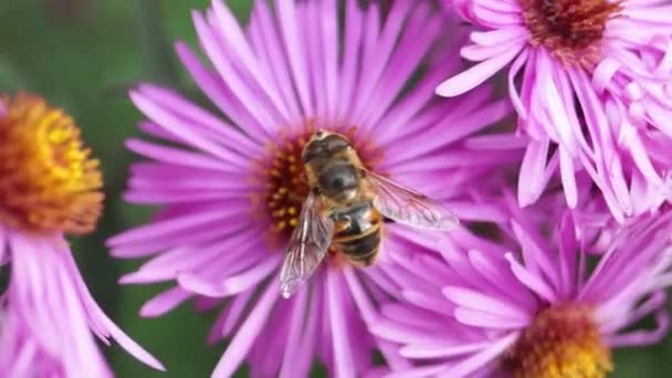 Mosca Ilnitsa Ordinária Lat Eristalis Tenax Subfamília Eristalinae Recolhe Néctar — Vídeo de Stock