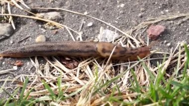 Harika bir sümüklü böcek. Limax Maximus bahçedeki patikalar boyunca sürünür. Büyük sümüklü böcek, Limacidae familyasından akciğer salyangozlarının karasal bir yumuşakçasıdır..
