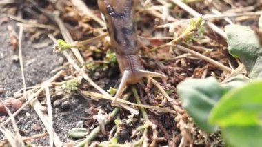 Harika bir sümüklü böcek. Limax Maximus bahçedeki patikalar boyunca sürünür. Büyük sümüklü böcek, Limacidae familyasından akciğer salyangozlarının karasal bir yumuşakçasıdır..