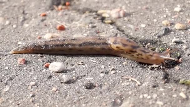 Una Gran Babosa Lat Limax Maximus Arrastra Por Los Senderos — Vídeos de Stock