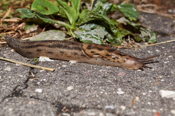 Μια Μεγάλη Σφαίρα Lat Limax Maximus Σέρνεται Κατά Μήκος Των — Φωτογραφία Αρχείου