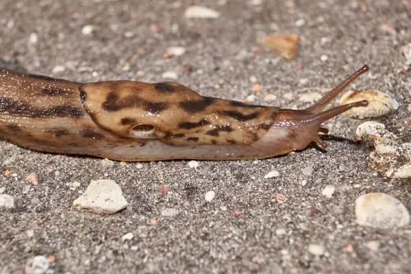 Velký Slimák Lat Limax Maximus Plazí Cestičkách Zahradě Velký Slimák — Stock fotografie