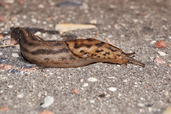 Μια Μεγάλη Σφαίρα Lat Limax Maximus Σέρνεται Κατά Μήκος Των — Φωτογραφία Αρχείου