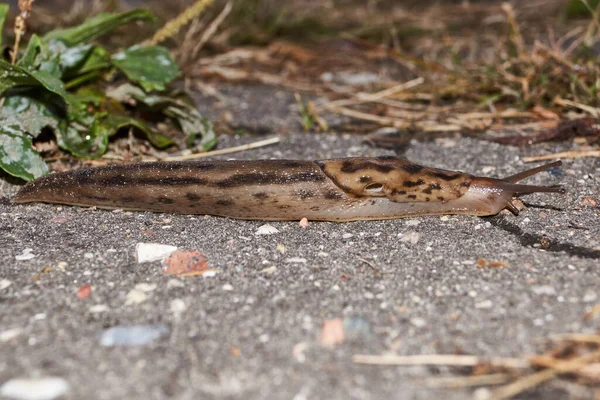 Una Gran Babosa Lat Limax Maximus Arrastra Por Los Senderos —  Fotos de Stock