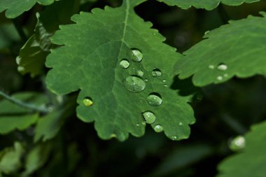 Bitkilerin yapraklarındaki çiğ taneleri. Çiy damlaları çok güçlü lensler gibidir..