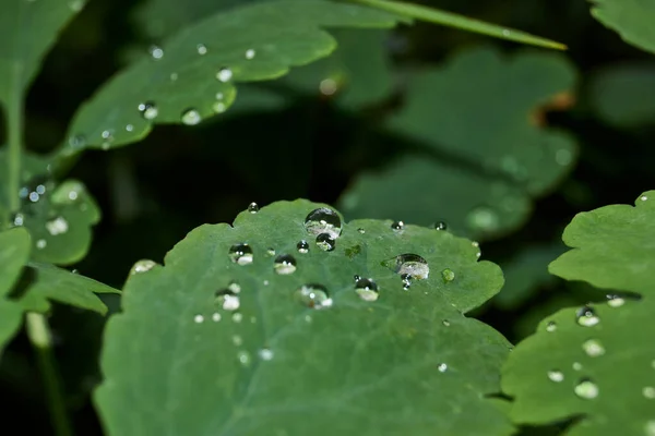 植物叶子上的晨露 露珠就像很强的镜片 — 图库照片