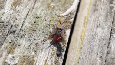 Tahtakurusu Coreus Marginatus bahçedeki eski bir tahtada oturur ve arka bacaklarıyla kanatları temizler. Coreus marginatus, Coreidae familyasından otçul bir böcek türü..