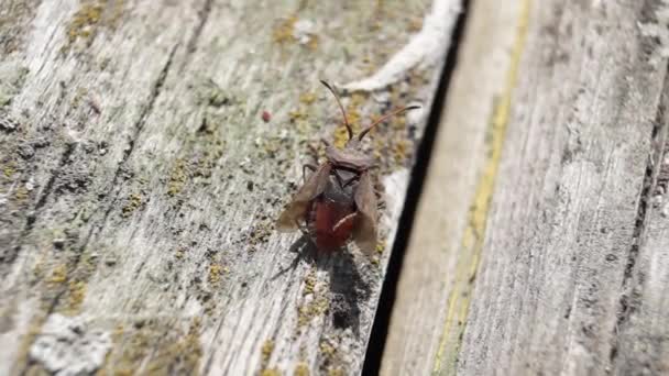 臭虫Coreus Marginatus坐在花园的一块旧木板上 用后腿清洁翅膀 线虫是线虫科的一种草食性真正甲虫种类 — 图库视频影像