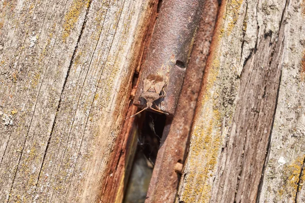 Chinche Coreus Marginatus Sienta Una Vieja Tabla Jardín Coreus Marginatus —  Fotos de Stock