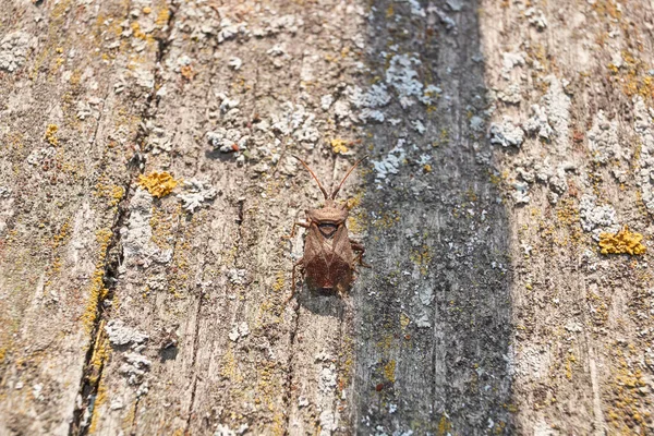 Κοριός Coreus Marginatus Κάθεται Μια Παλιά Σανίδα Στον Κήπο Coreus — Φωτογραφία Αρχείου