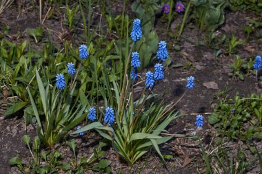 Muscari bahçedeki çimlerde çiçek açar. Muscari (lat. Muscari, kuşkonmazgiller (Asparagaceae) familyasından bir bitki cinsidir.).