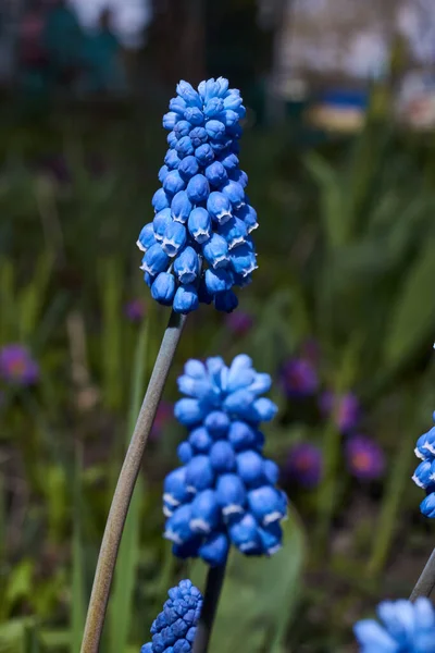 Muscari Fleurir Sur Pelouse Dans Jardin Muscari Lat Muscari Est — Photo