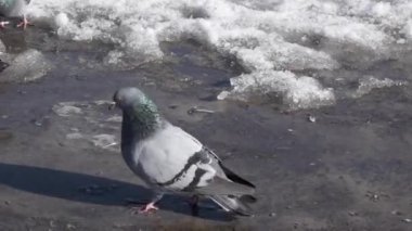 Kasaba meydanında güvercinler. Erkek dişiye kur yapıyor. İlkbahar 2022.