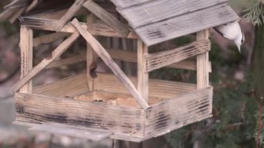 Nuthatch ve chickadee tohumların arkasındaki besleyiciye uçtular. Sonbaharın sonunda. Kasım 2021.