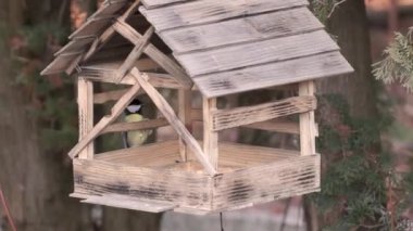 Nuthatch, büyük meme faresi ve civciv tohumların arkasındaki besleyiciye uçtu. Sonbaharın sonunda. Kasım 2021.
