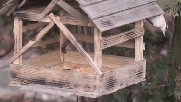 努瓦奇和小鸡飞向种子后面的喂食者 2021年11月 — 图库视频影像