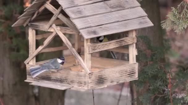 Titmouse Besar Dan Chickadee Terbang Pengumpan Belakang Biji Akhir Musim — Stok Video
